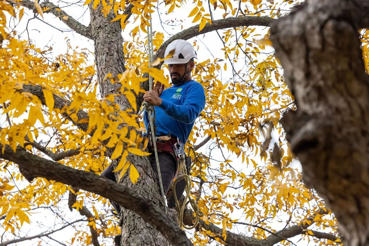 Skilled Tree Trimming crew working in Tustin